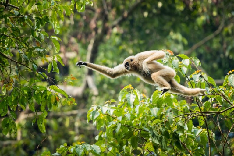 PANTI RAINFOREST AWAKENING