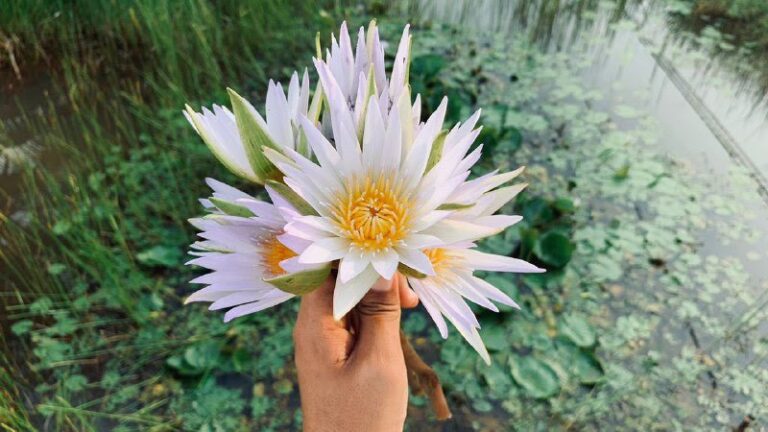Desaru Water Lily Planting