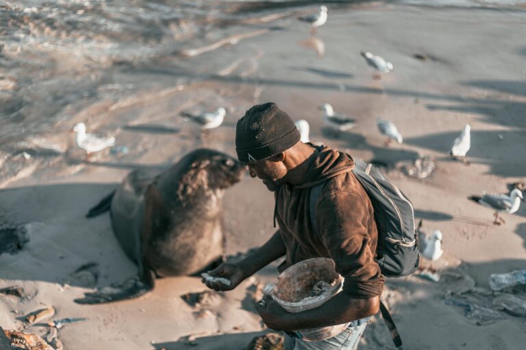 African man feeding a seal on the seashore in Cape Town, South Africa.